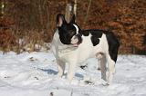 BOULEDOGUE FRANCAIS 974